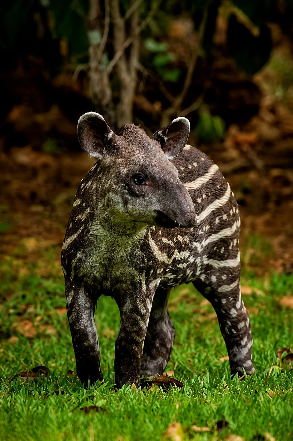 Young lowland tapir in the Pantanal