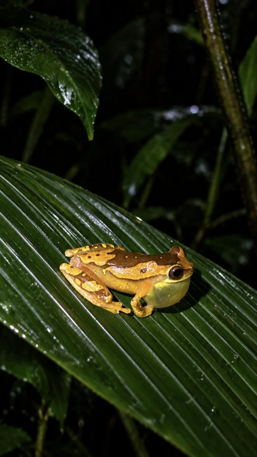 Hourglass tree frog perched on a leaf during a night walk, Arenal