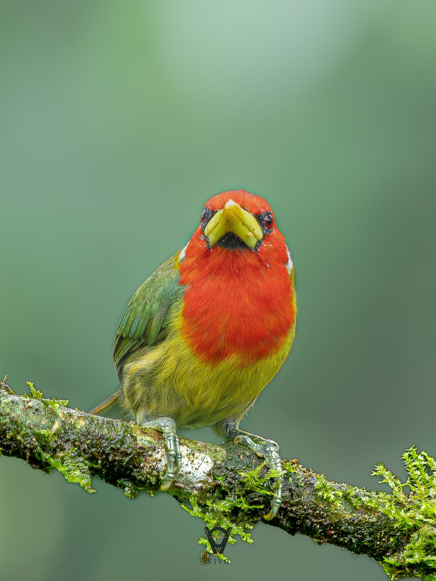 Red-headed Barbet — Front view (Eubucco bourcierii)