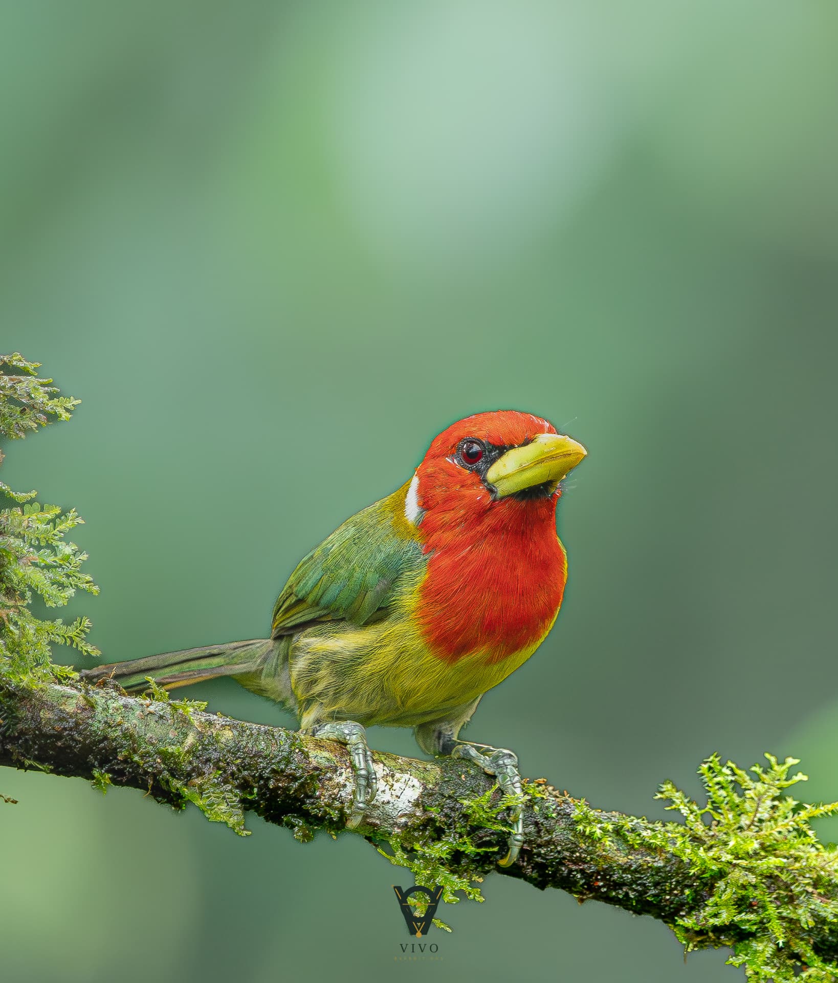 Red-headed Barbet — Perched male (Eubucco bourcierii)