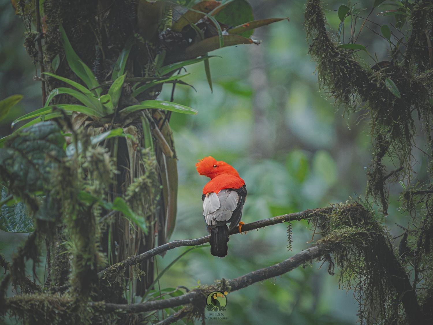 Andean Cock-of-the-Rock in the Ecuadorian cloud forest