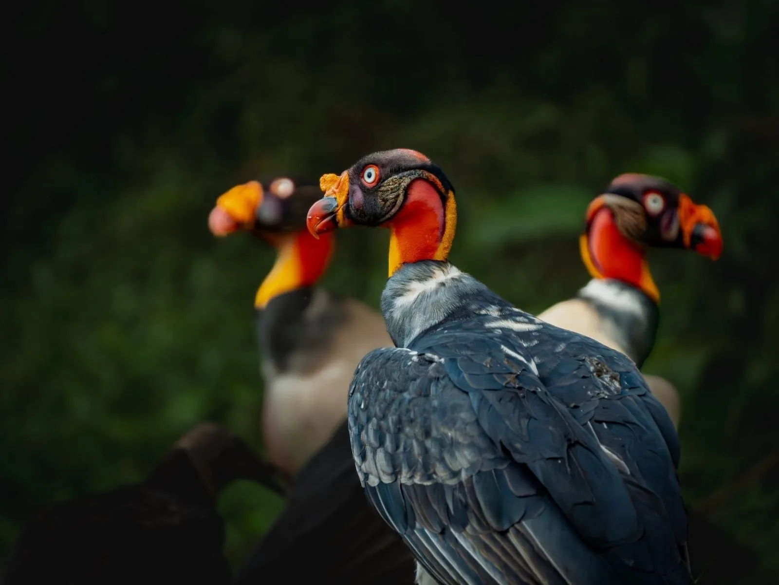 King Vultures, Boca Tapada