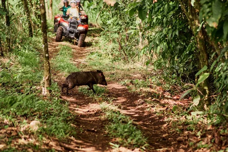 A collared peccary crossing a forest trail in front of an ATV