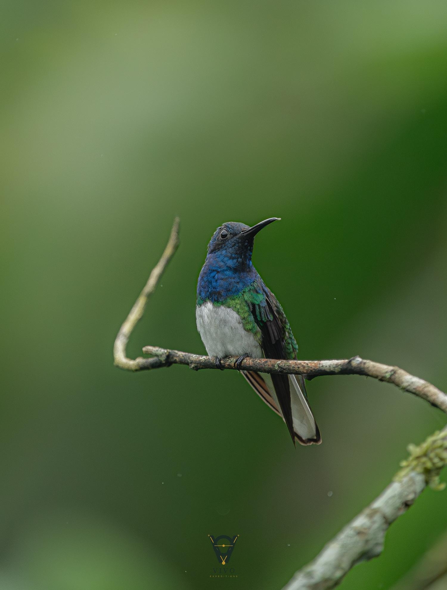White-necked Jacobin male