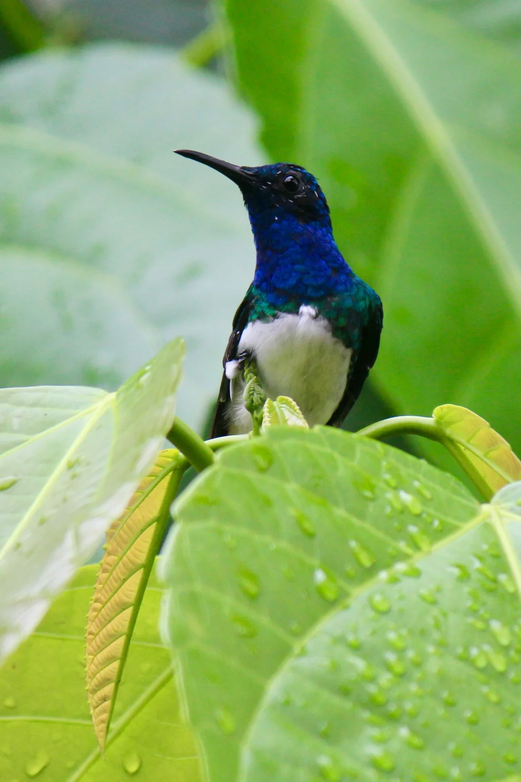 White-necked Jacobin (Florisuga mellivora)