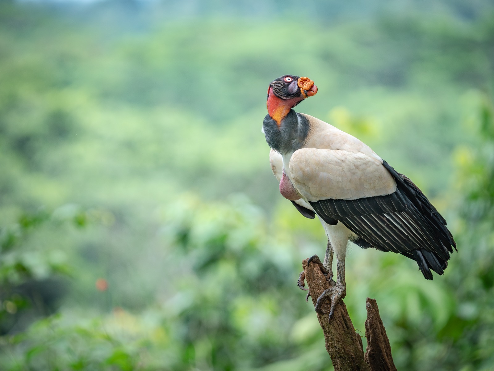 Costa Rica nature tour photo