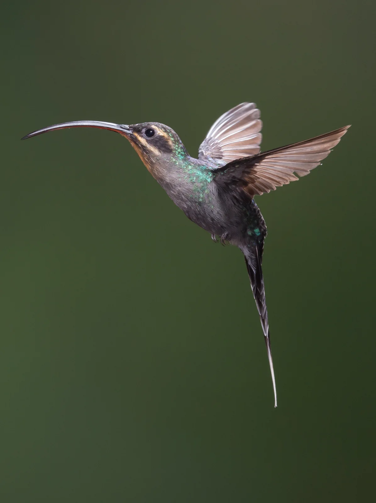 Green Hermit (Phaethornis guy)