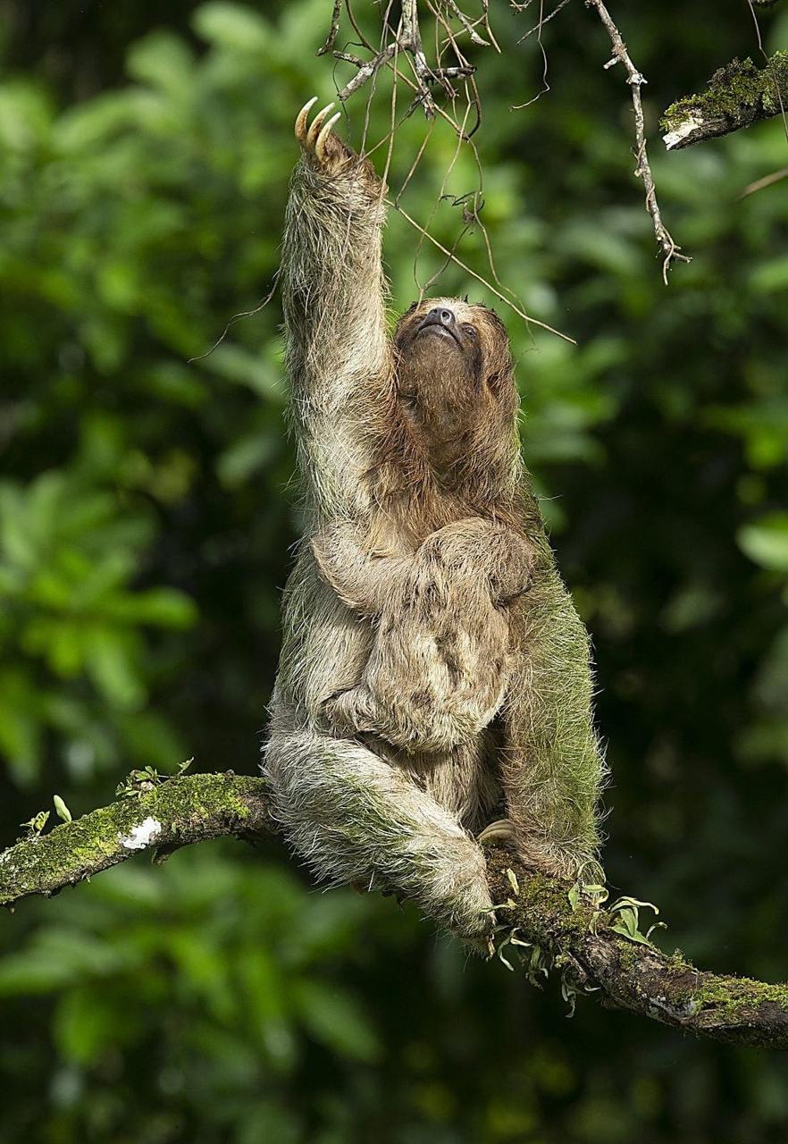 Mariolas Sloth Trail – Wildlife Tour — Group Tour