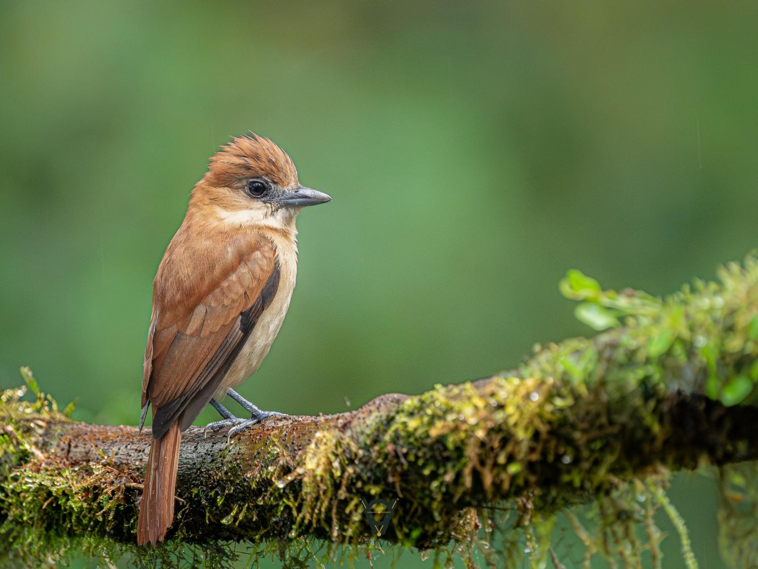 Rust-colored forest bird