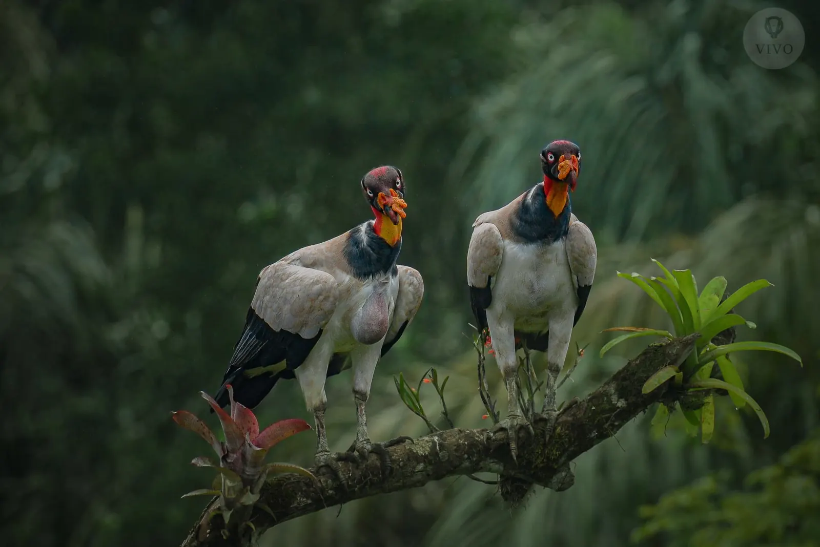 King vulture portrait from the Boca Tapada hide, Costa Rica