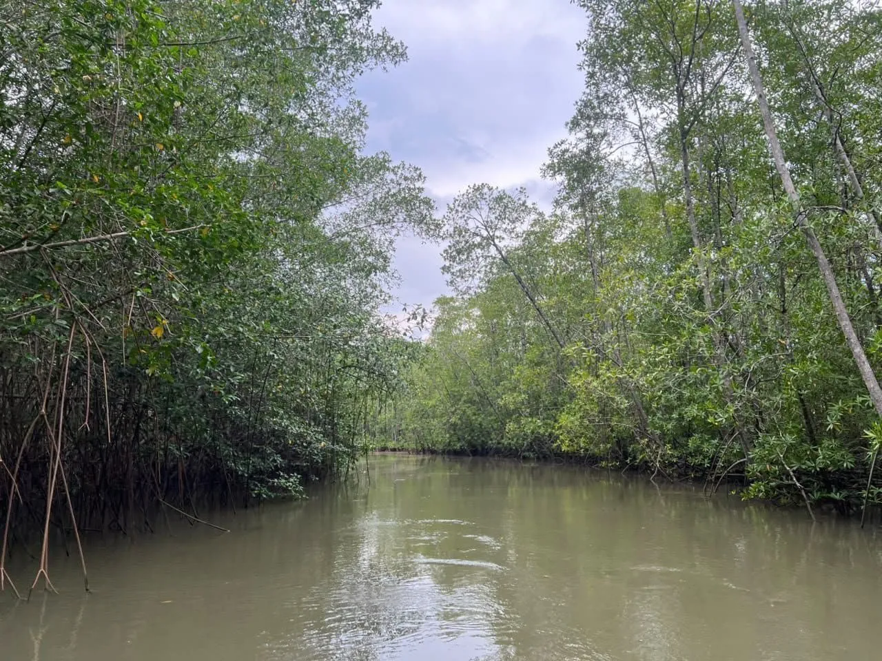 Tárcoles mangroves