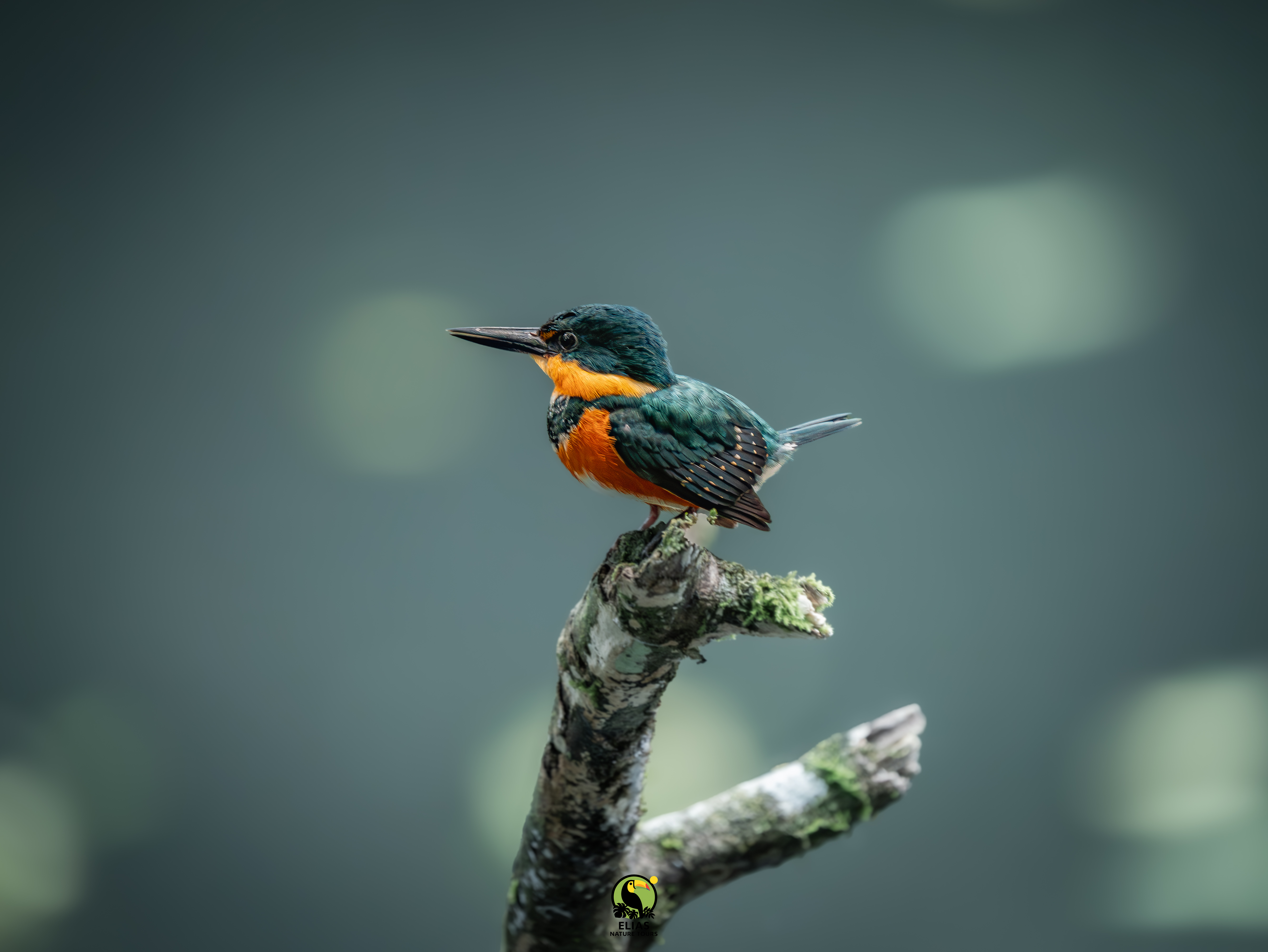 Costa Rica nature tour photo