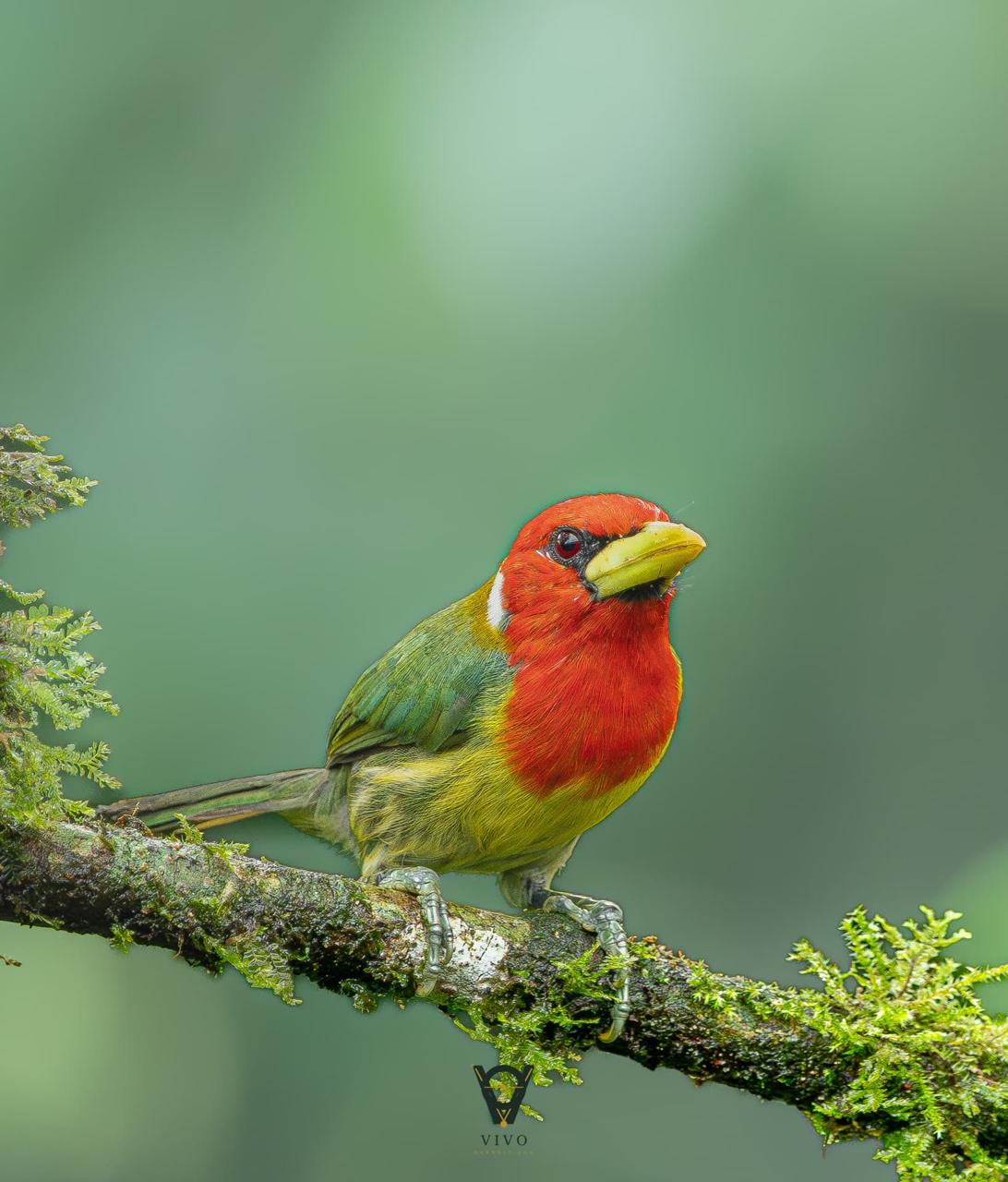 Red-headed Barbet — Perched male (Eubucco bourcierii)