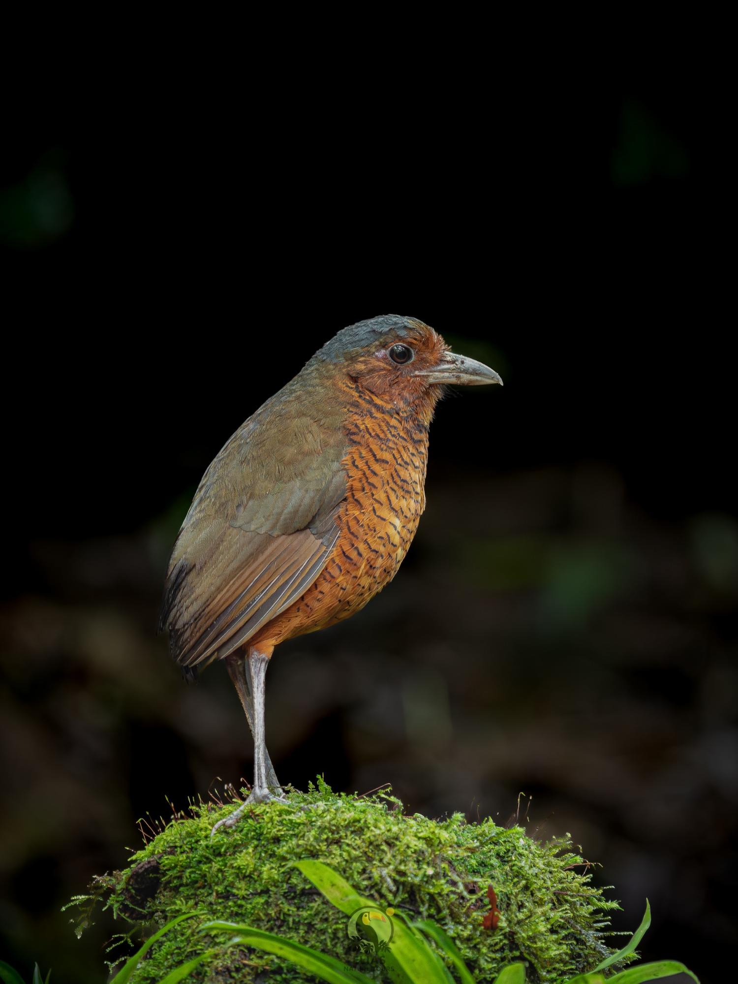 Rust-colored ground bird on moss