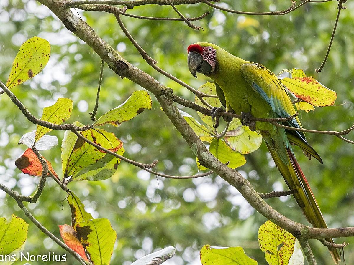 Great Green Macaw Nesting 2