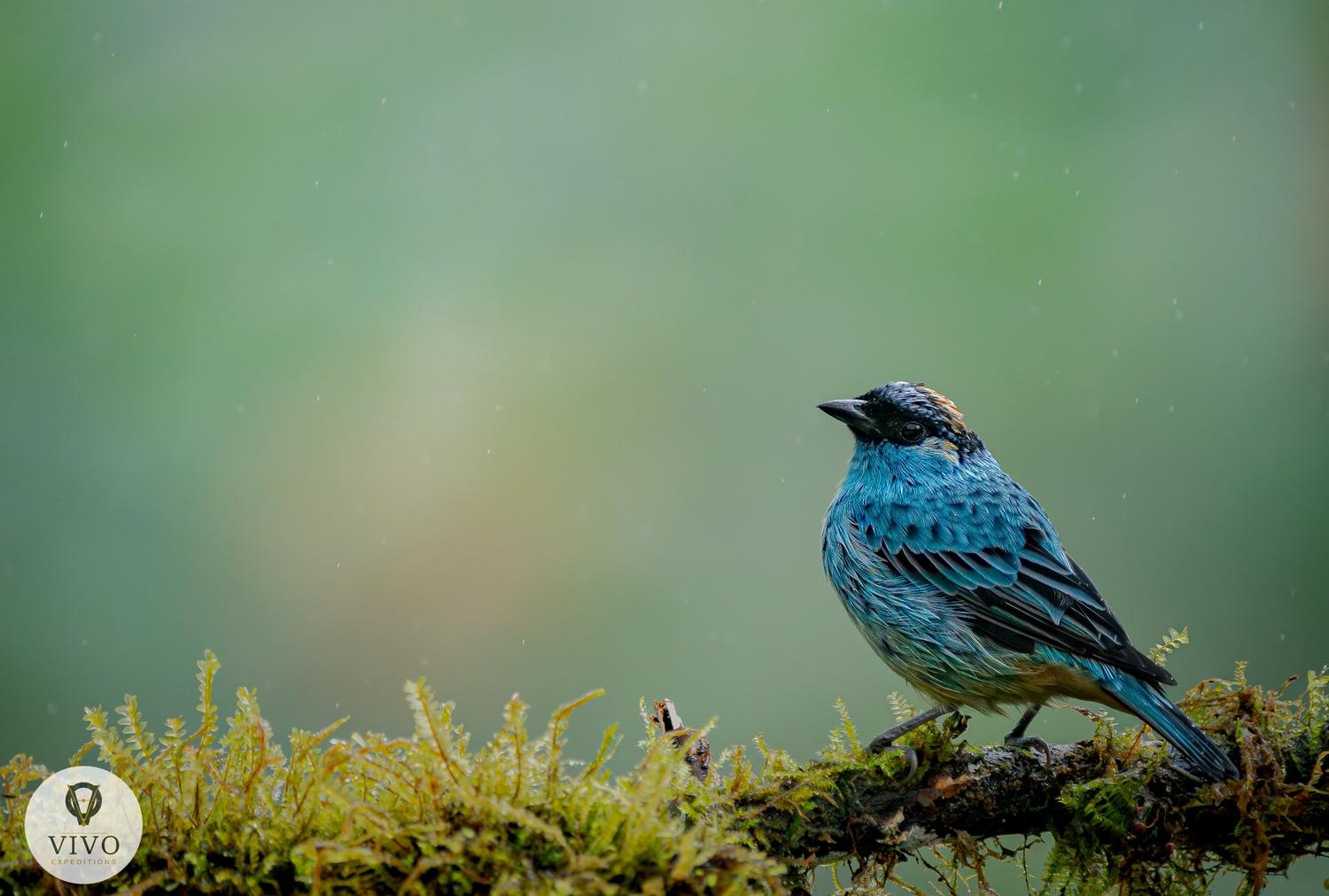 Cloud-forest tanager in rain-softened light