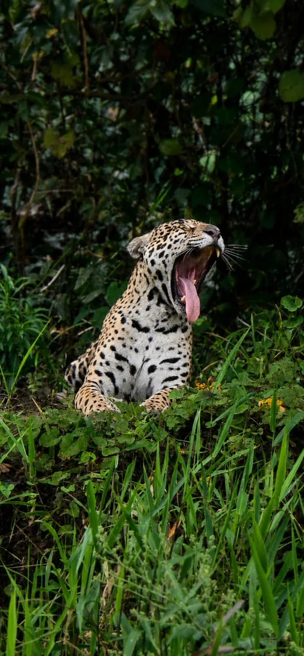 First jaguar river safari — Pantanal & Amazon, Mato Grosso, Brazil