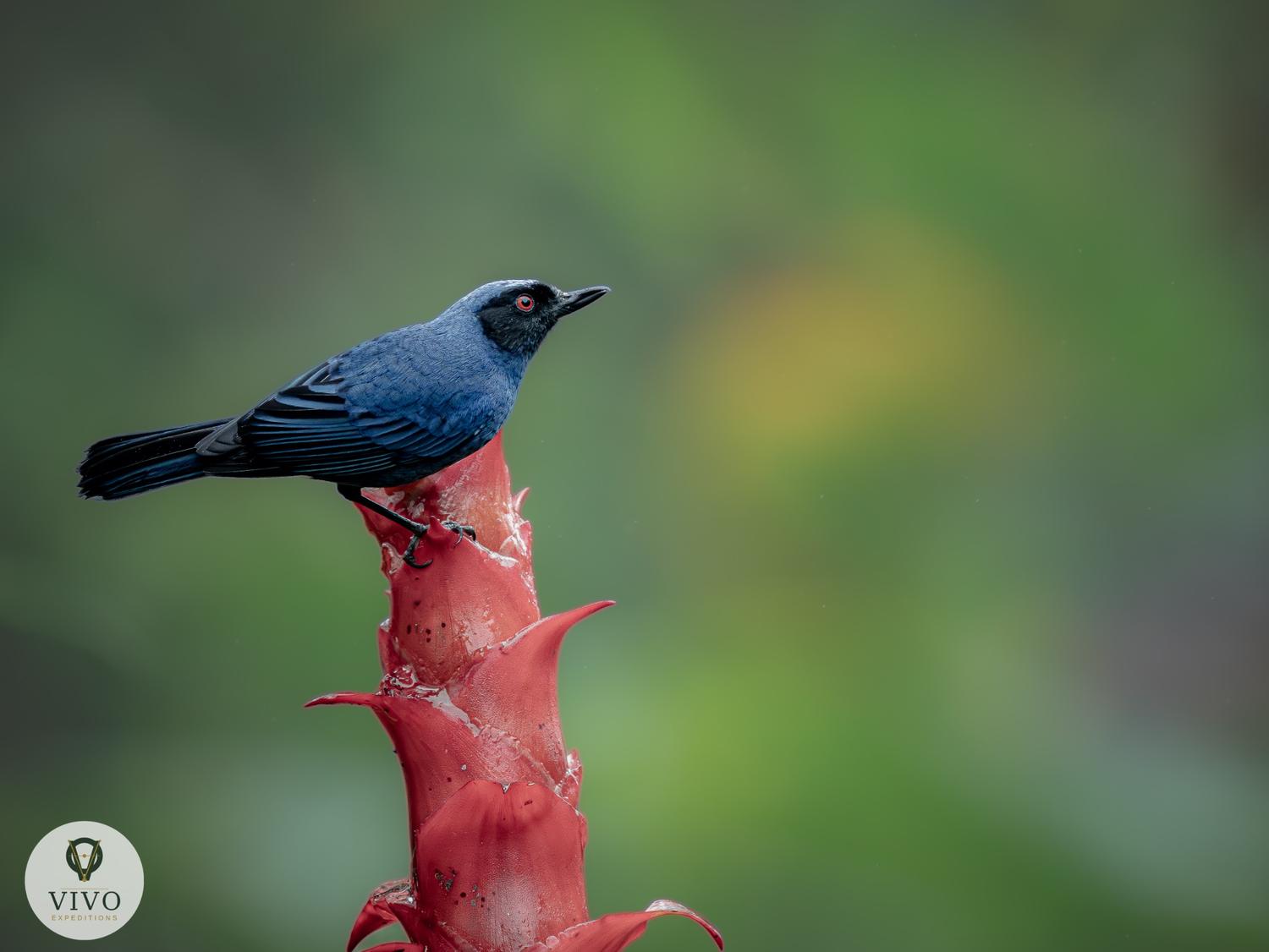 Masked Flowerpiercer