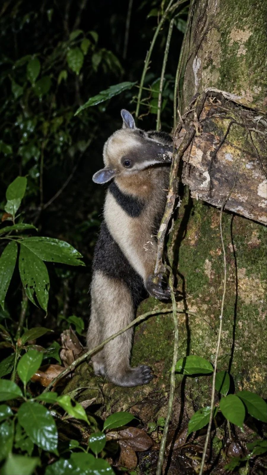 Northern tamandua anteater climbing a tree at night near La Fortuna