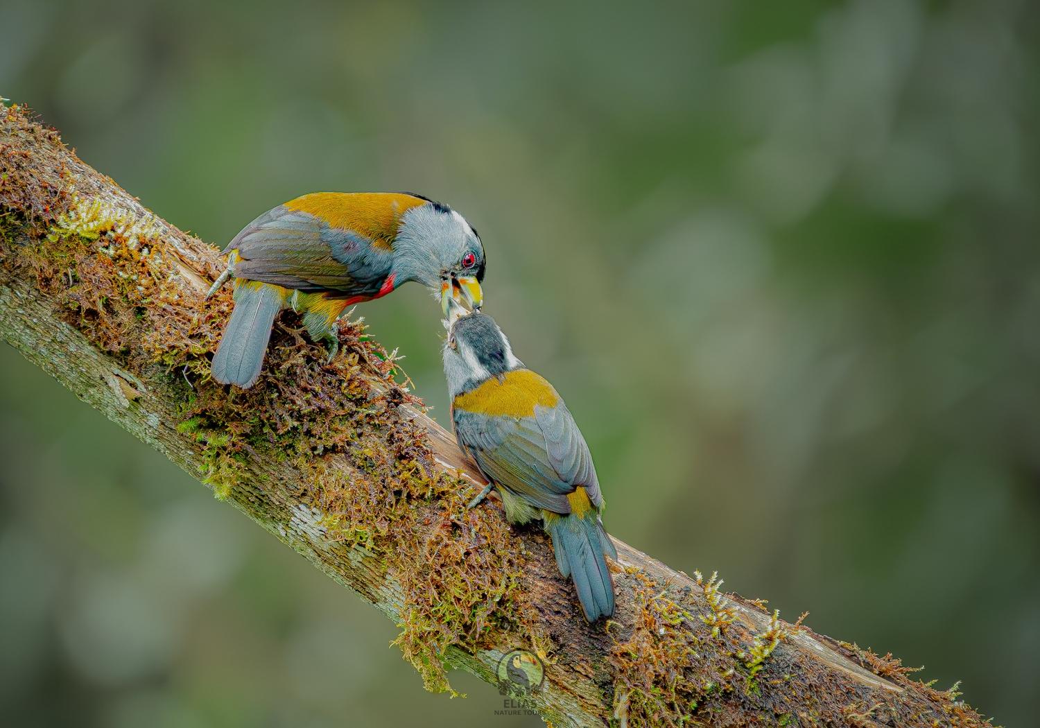 Two Toucan Barbets interacting