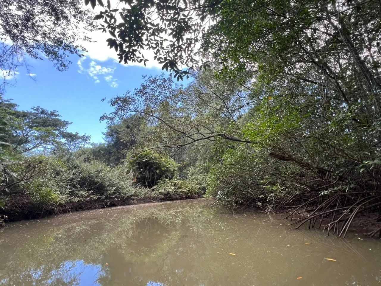 Tárcoles mangroves