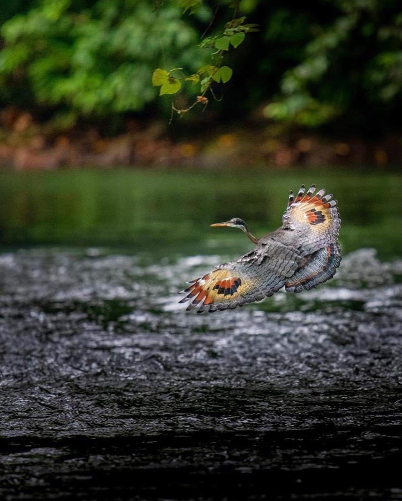 Sunbittern Photography Tour — Boca Tapada