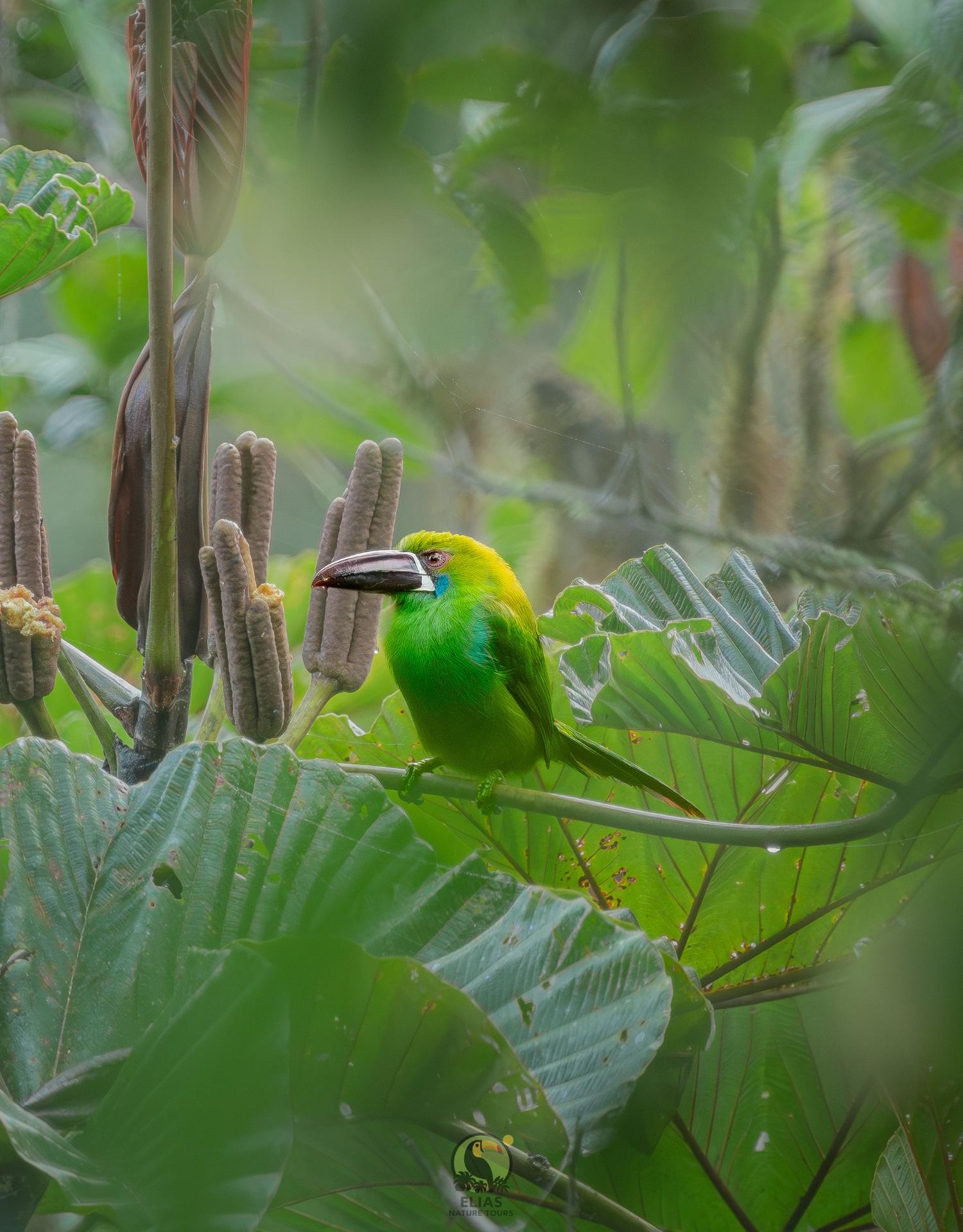 Green toucanet in Cecropia foliage