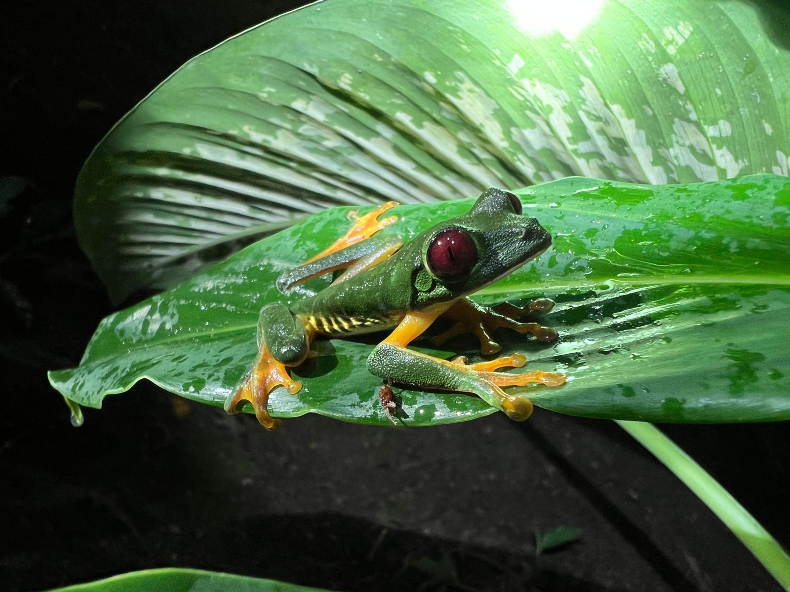 Costa Rica nature tour photo