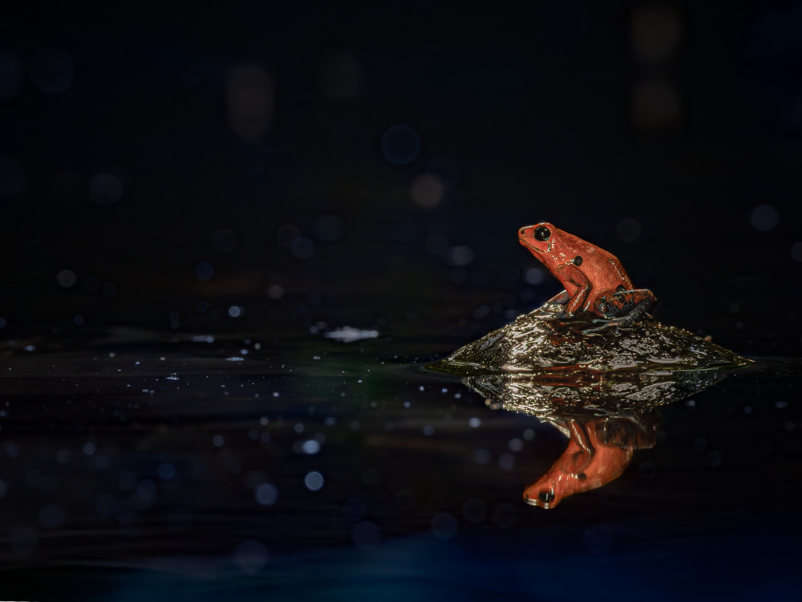 Strawberry poison-dart frog with water reflection — night macro