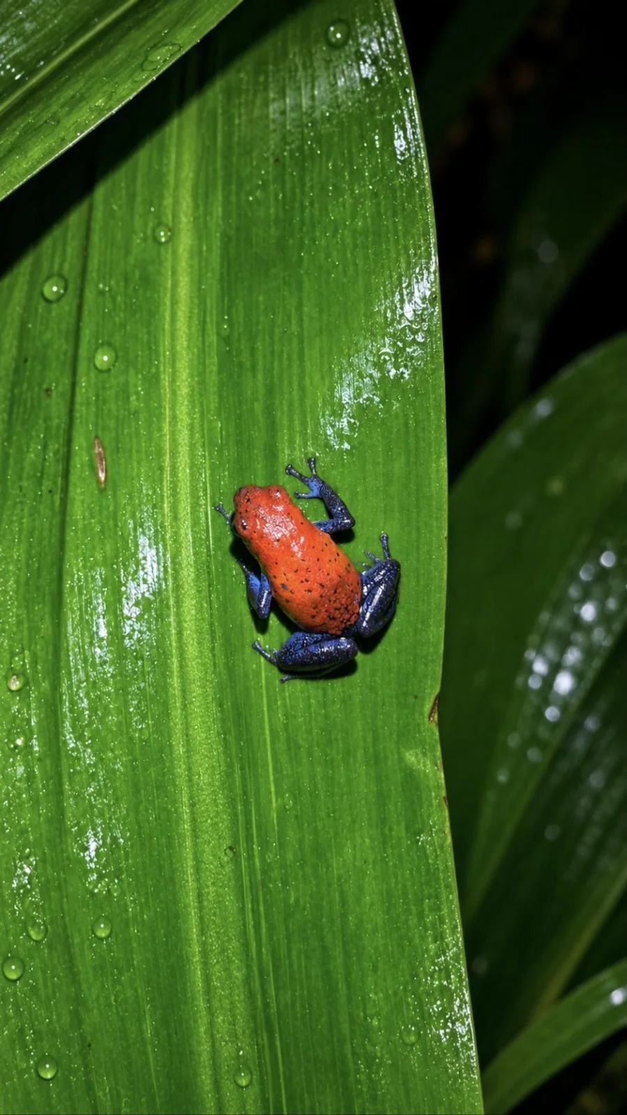 Rainforest Macro Night Photography — Private Experience