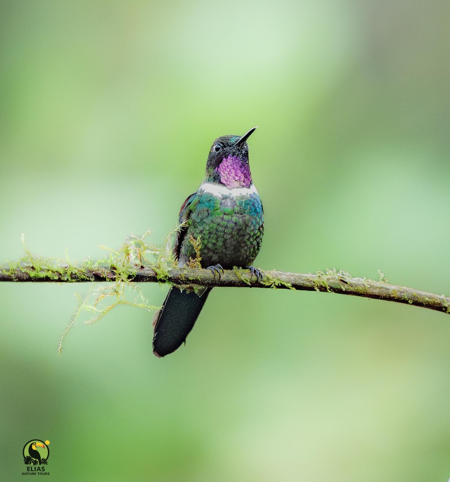 Purple-throated Woodstar perched in the Andean cloud forest