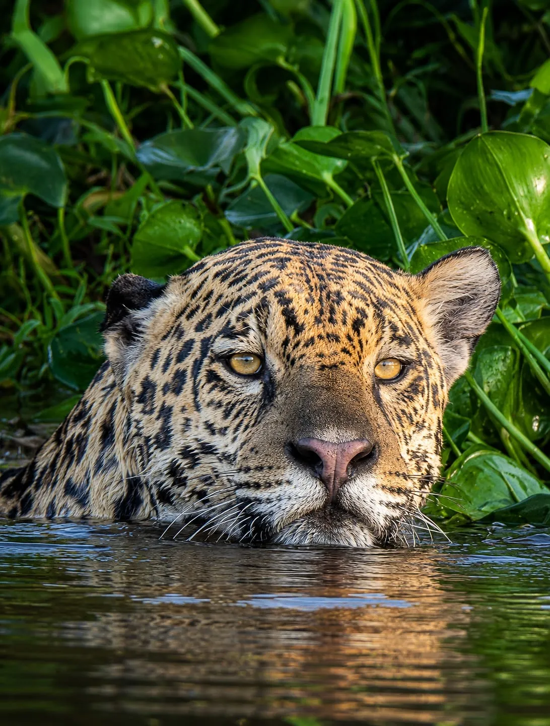 Jaguar resting at the river edge in the Brazilian Pantanal