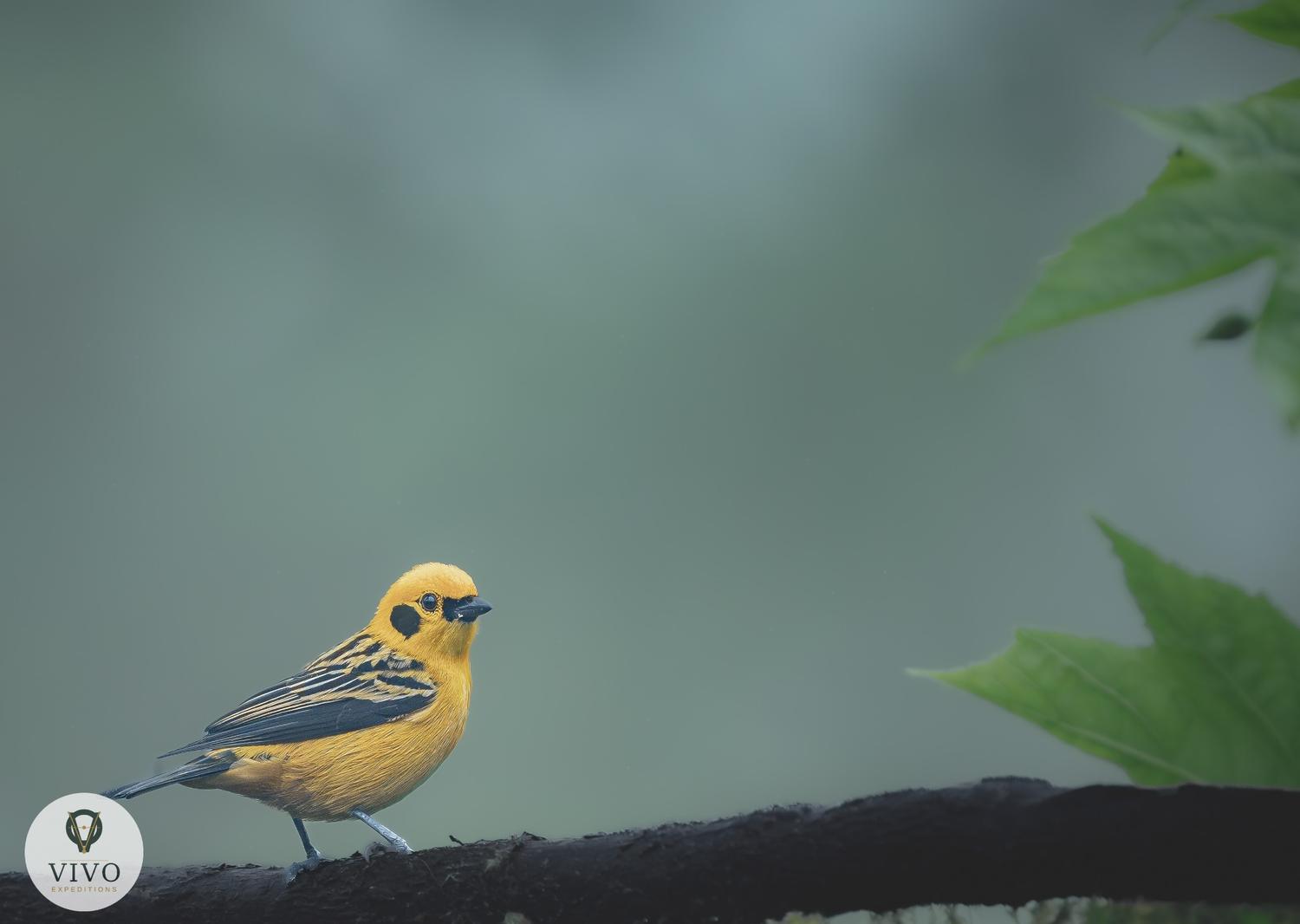 Golden Tanager