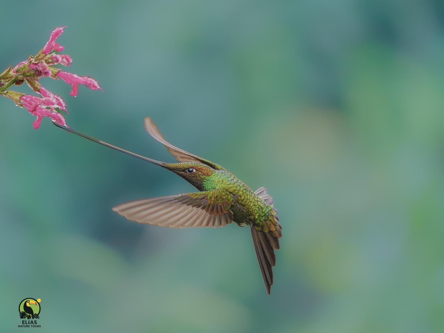 Sword-billed Hummingbird feeding in flight