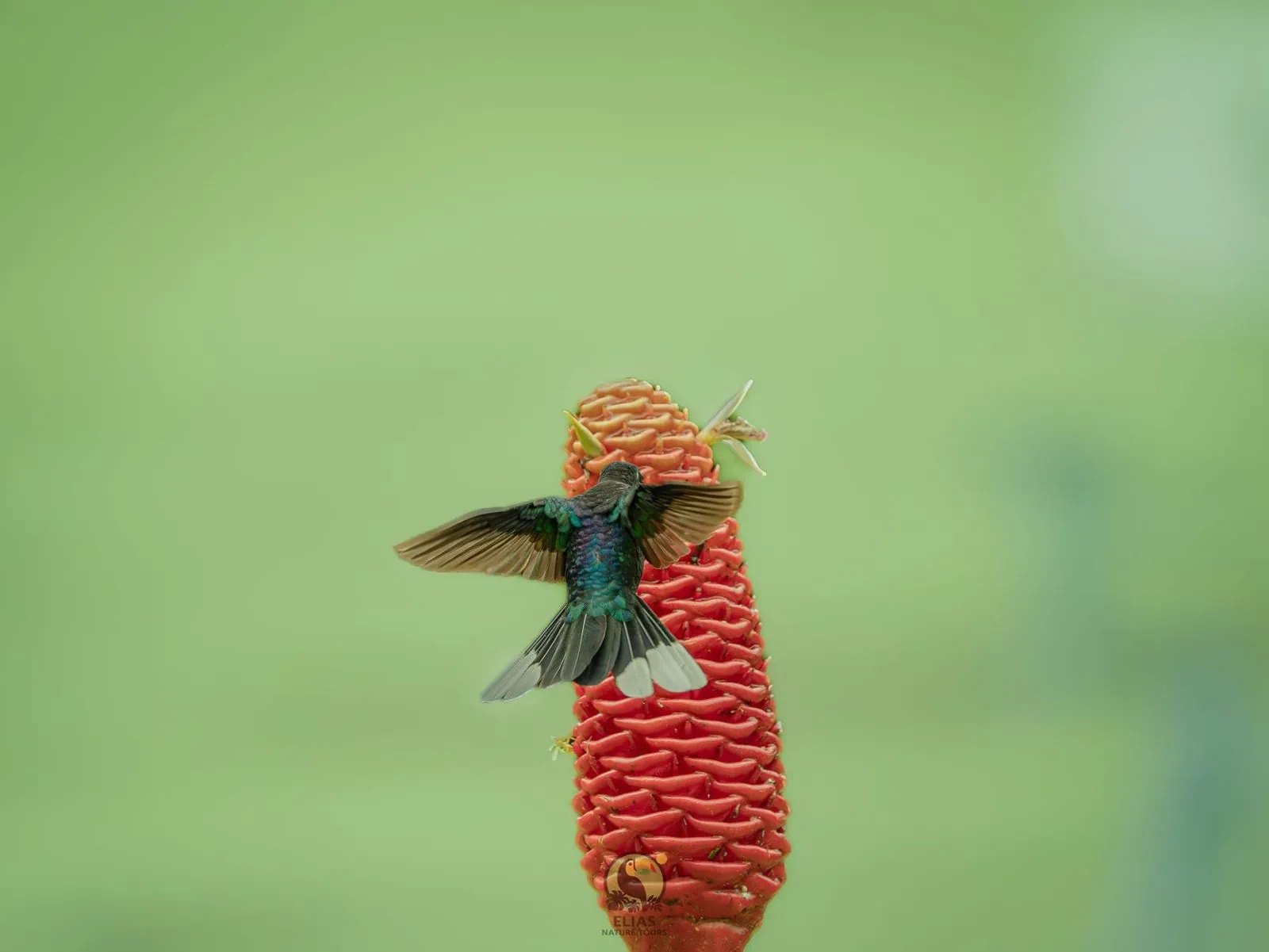 Highland hummingbird at the feeder