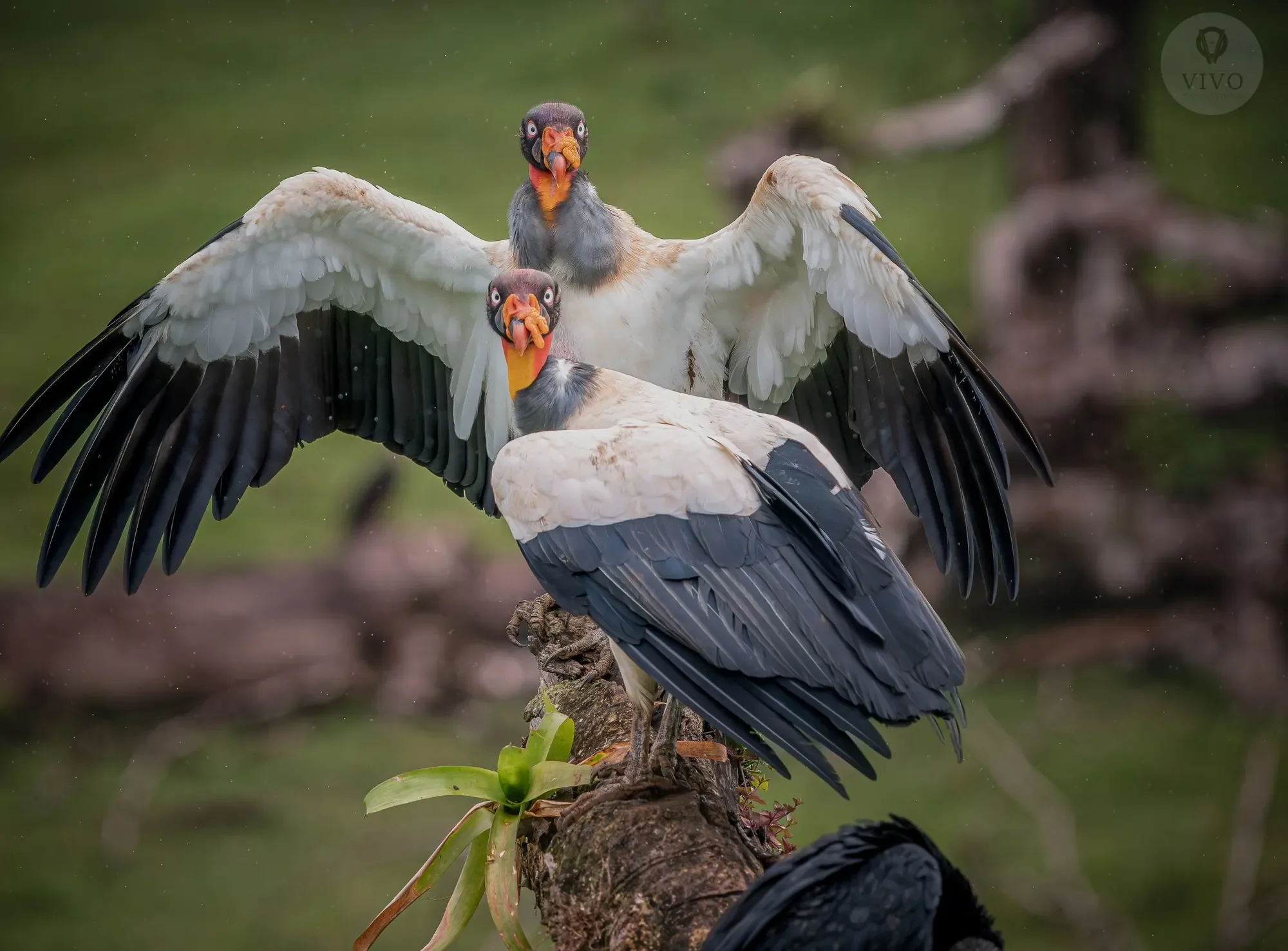 King vultures at the Boca Tapada photography hide