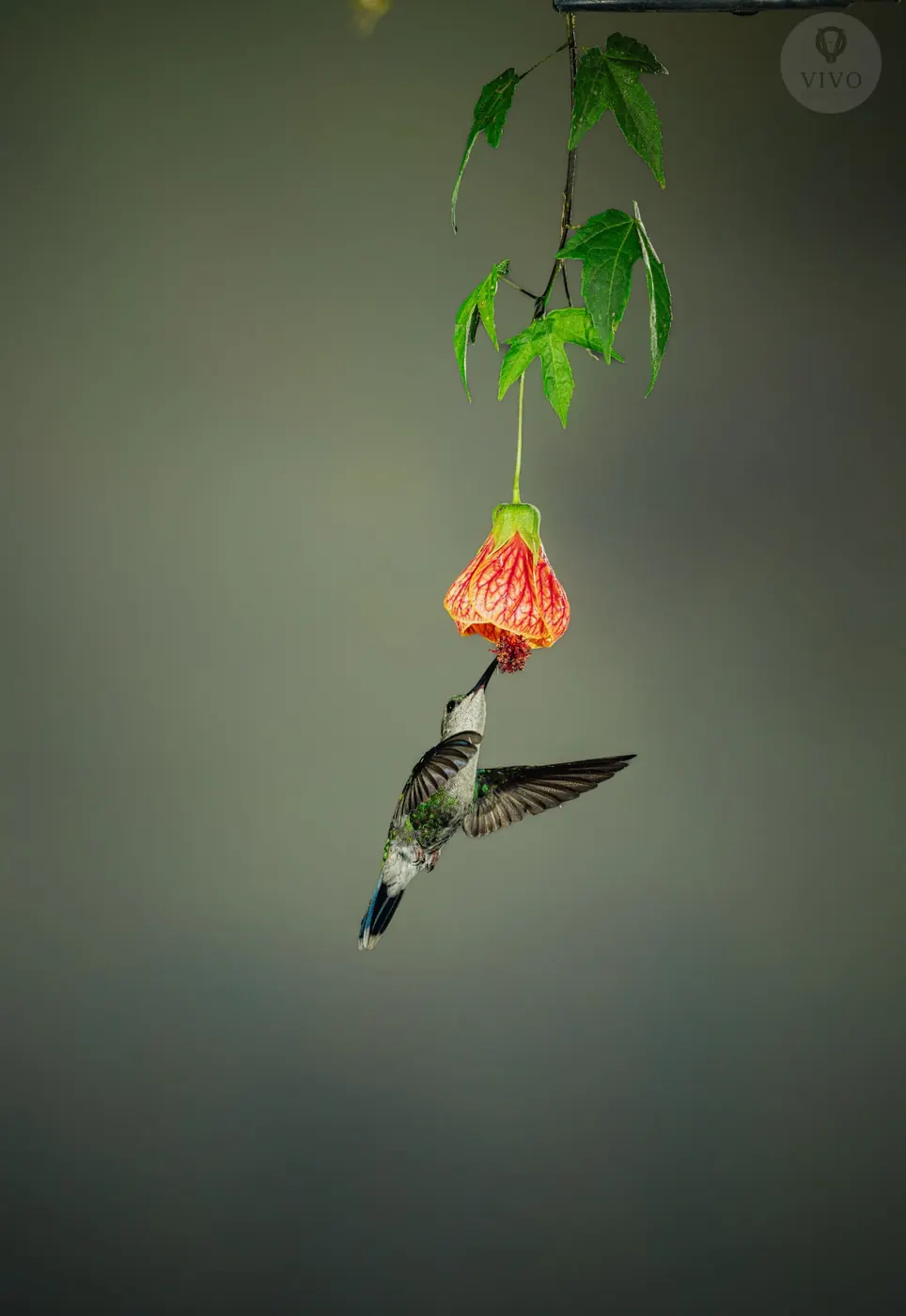 Hummingbird Multi-Flash Workshop 6