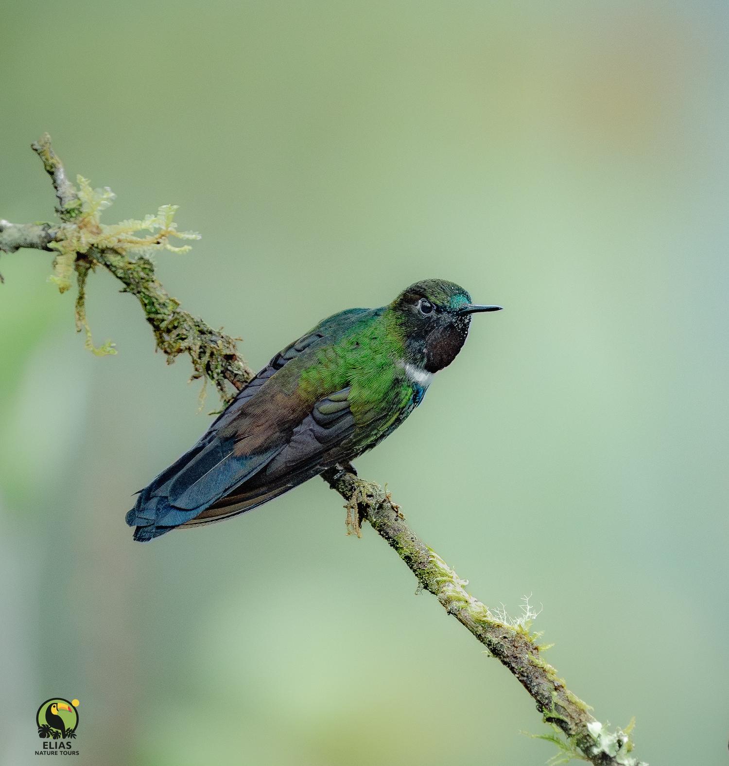 Green hummingbird perched