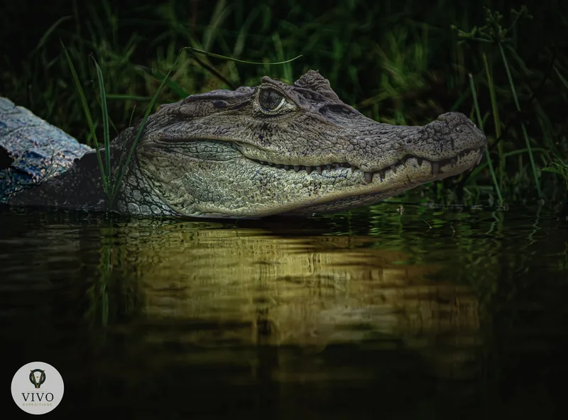 Spectacled caiman resting at the water's edge in Caño Negro Wildlife Refuge, Costa Rica