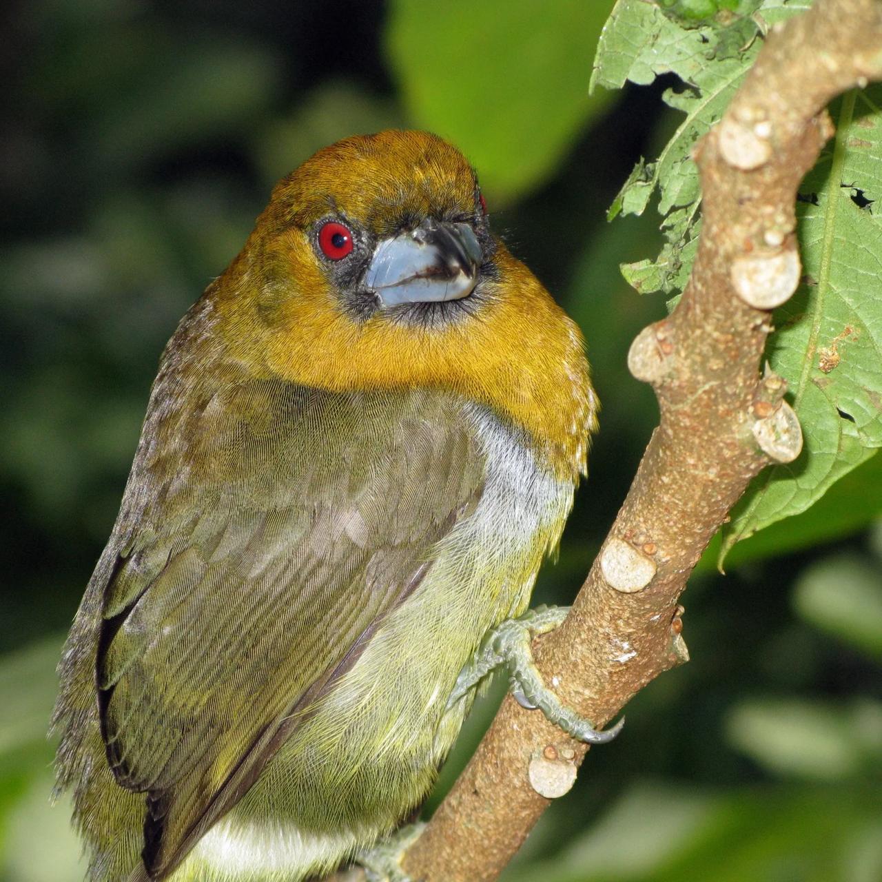 Prong-billed Barbet (Semnornis frantzii)