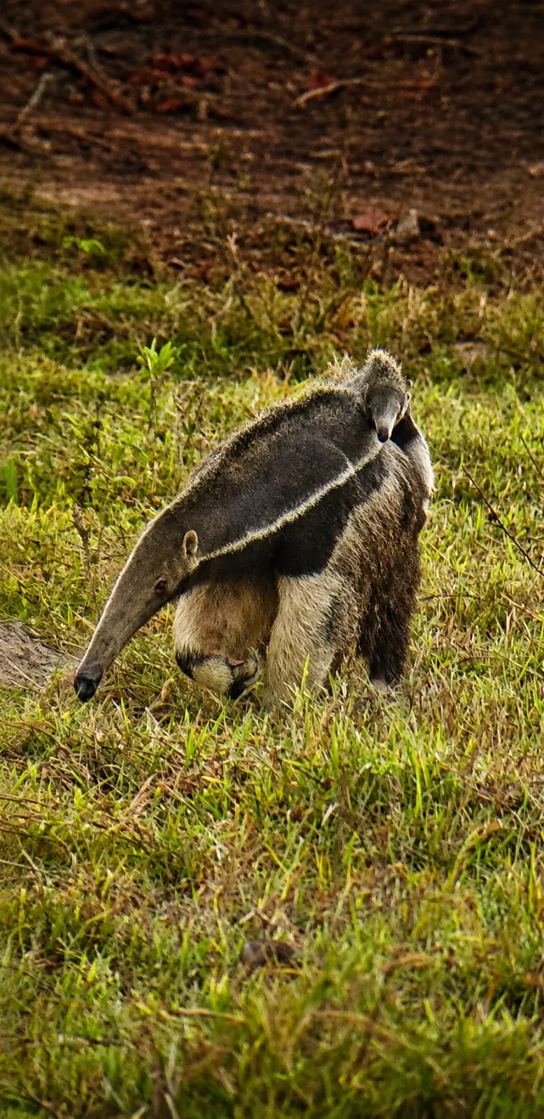 Giant anteater in open Pantanal habitat