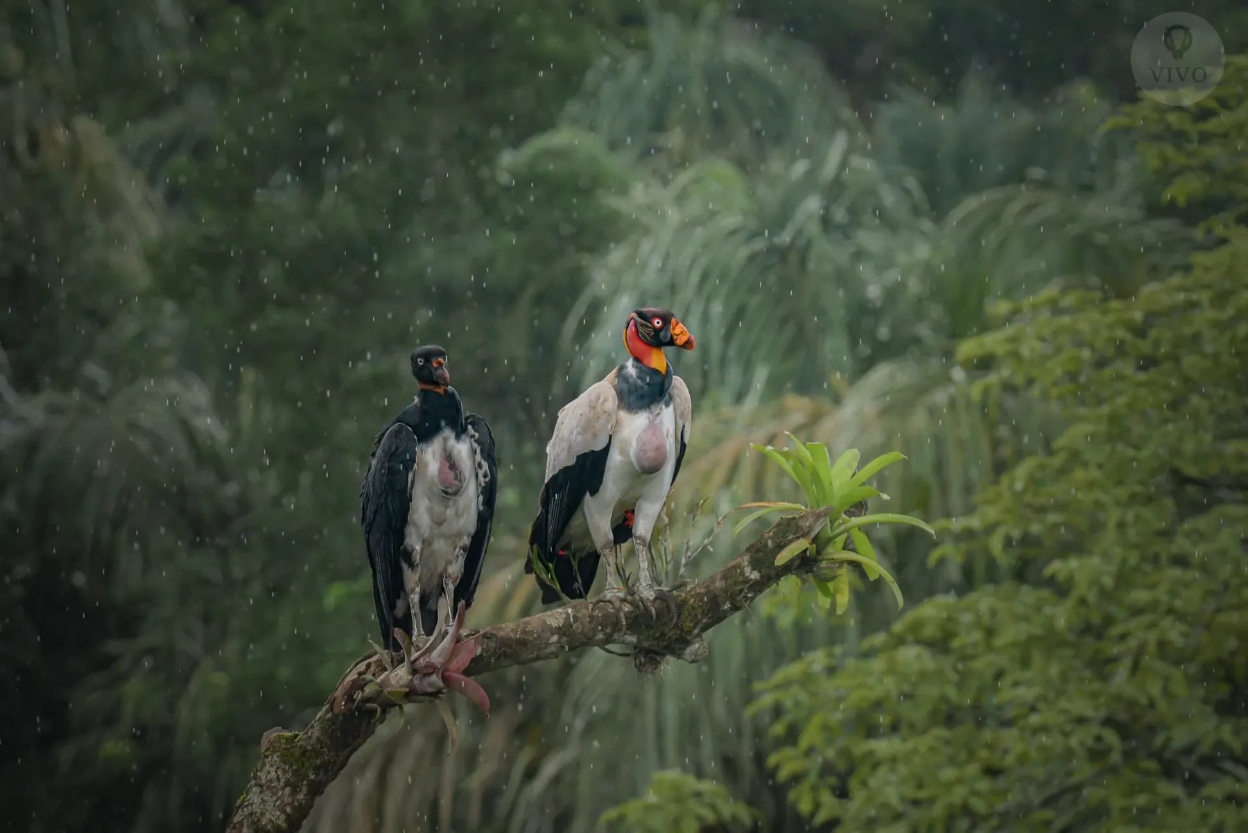 Two king vultures together in the rain at the Boca Tapada hide
