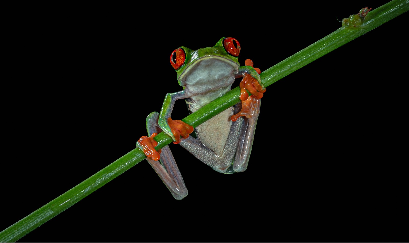 Red-eyed tree frog gripping green stem — macro flash