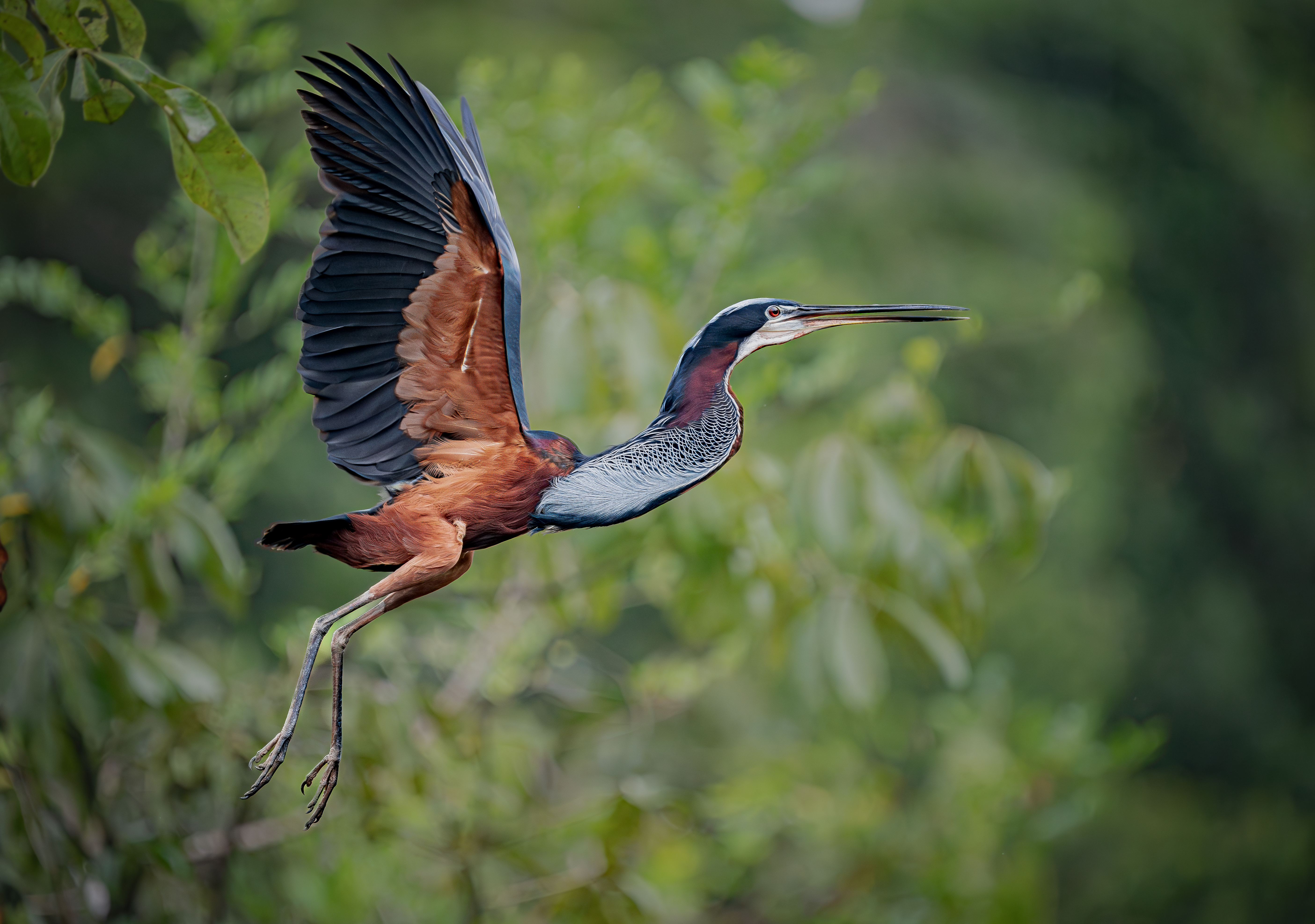 Agami Heron Nesting Colony — Boca Tapada