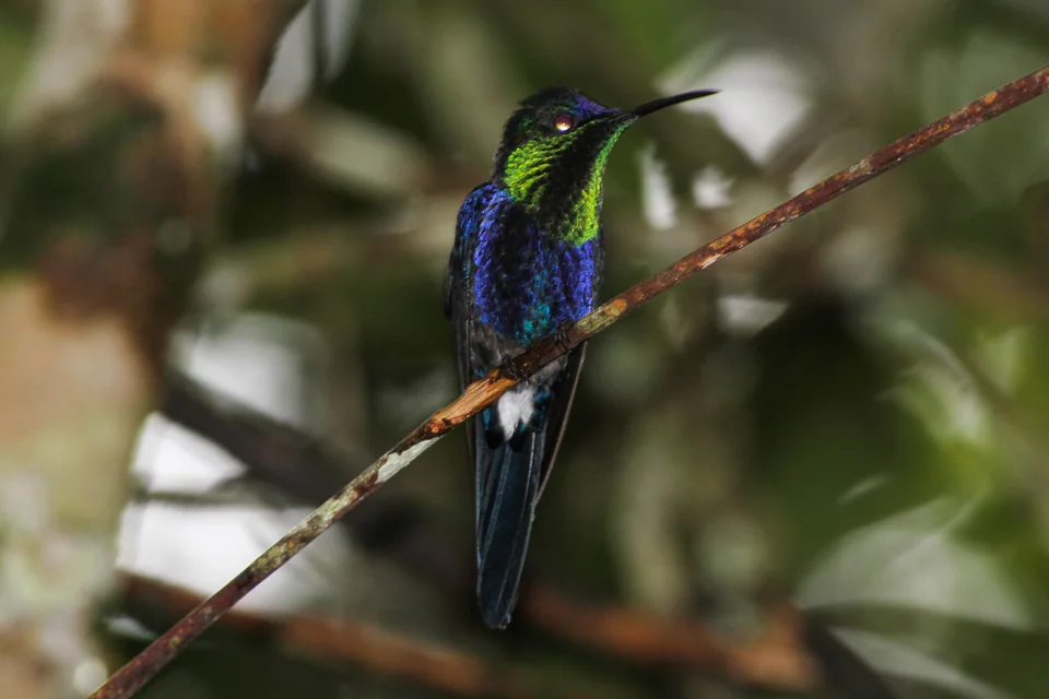 Crowned Woodnymph (Thalurania colombica)