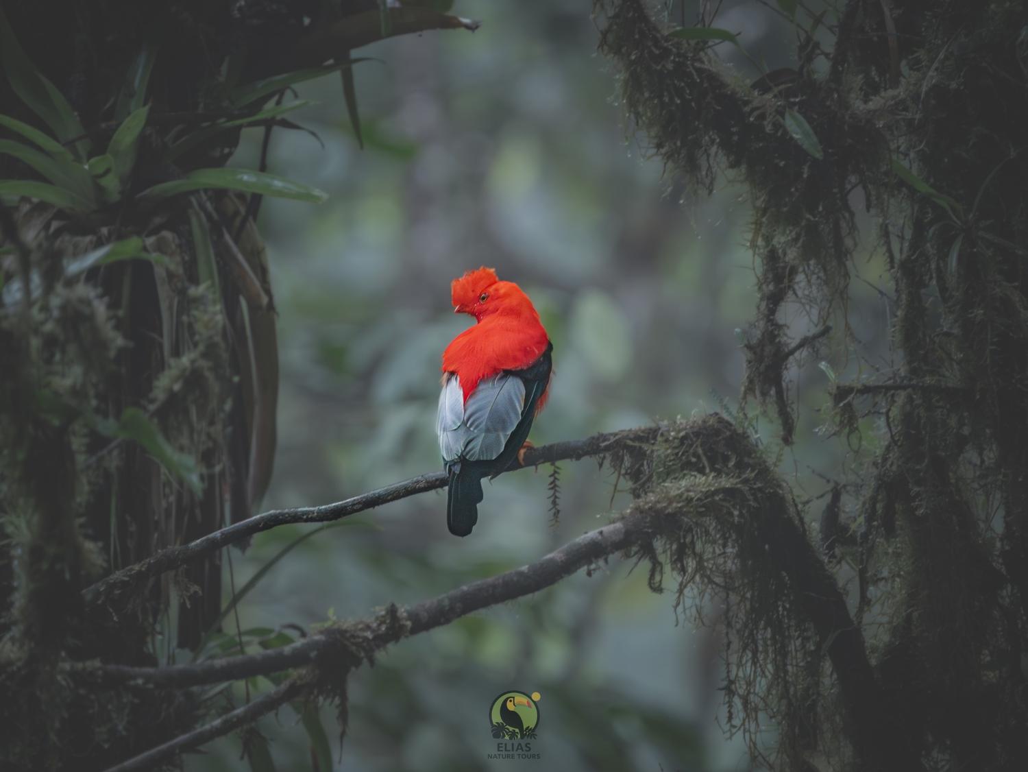 Andean Cock-of-the-Rock in eastern Andean cloud forest