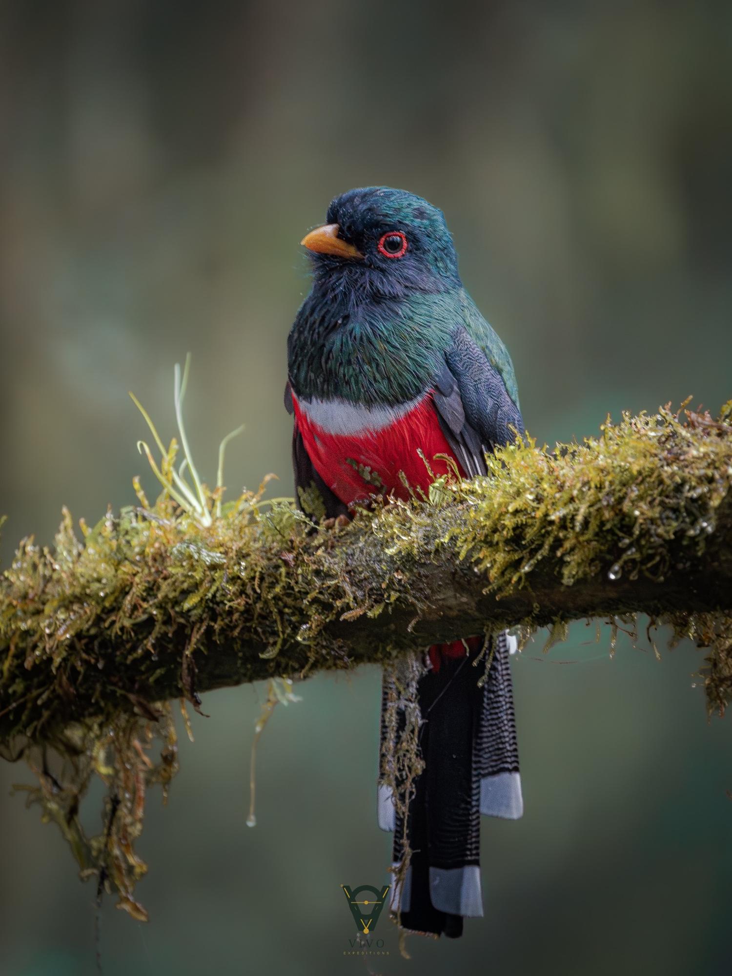 Masked Trogon