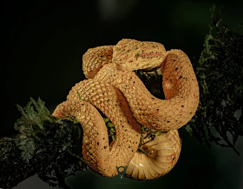 Golden eyelash viper coiled on a mossy branch, photographed on a private macro night photography session