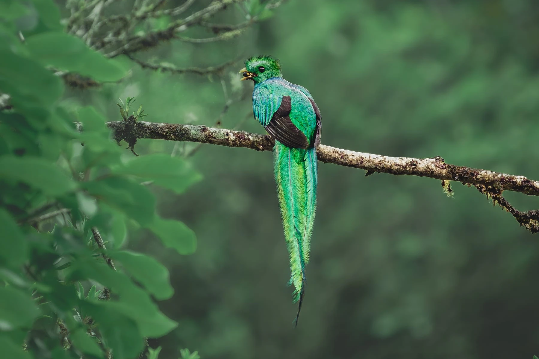 Resplendent Quetzal in the cloud forest