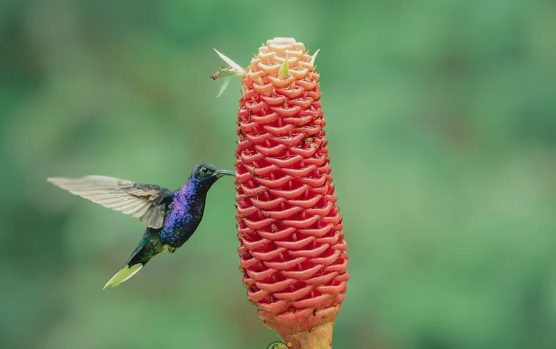 Violet sabrewing hummingbird feeding at a red beehive ginger at Colibrí Café, Cinchona
